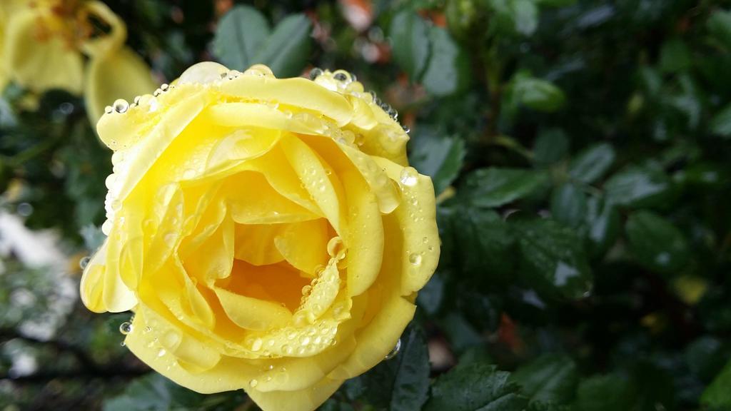 بولدر Briar Rose Bed & Breakfast المظهر الخارجي الصورة